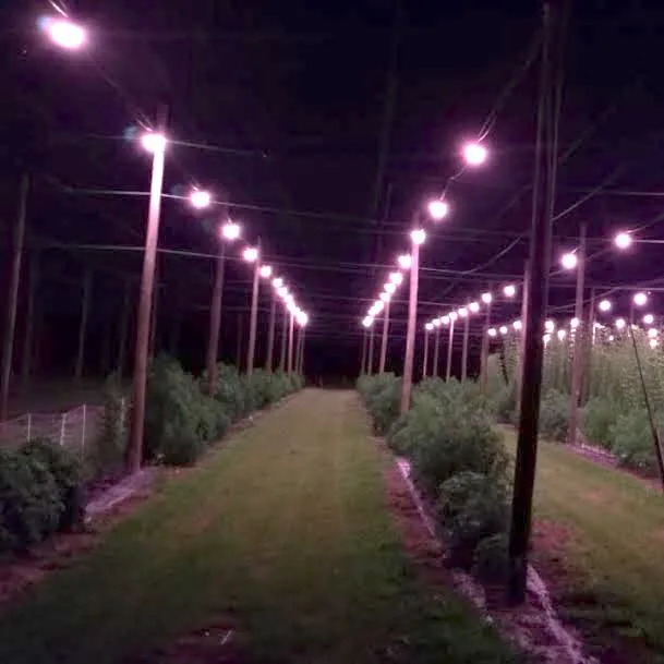 thumbnail for publication: Using Supplemental Lighting to Grow Hemp in Florida